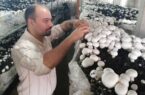 تولید سالانه ۶۵۰ تن قارچ دکمه‌ای در استان بوشهر
